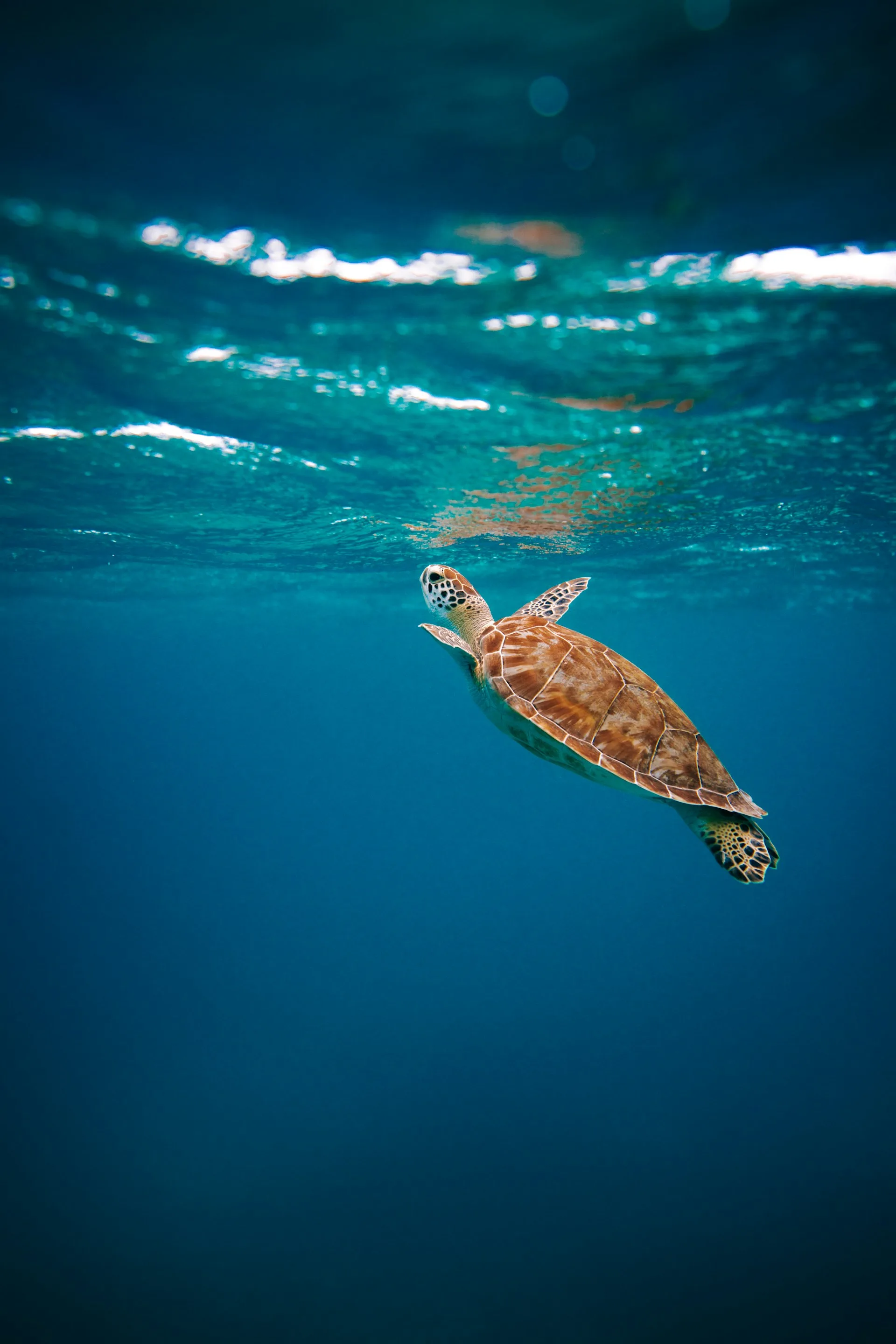 Boat Tours & Excursions